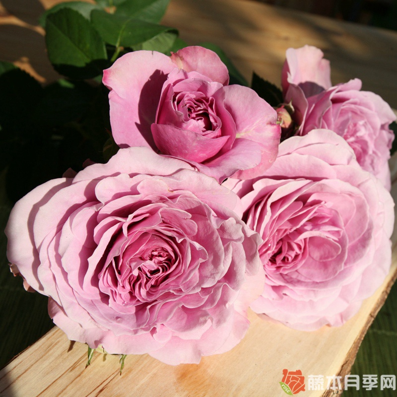 薰衣草冰 薰衣草冰