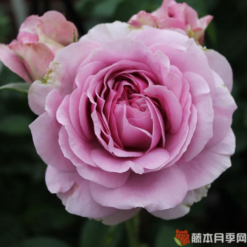 薰衣草冰 薰衣草冰