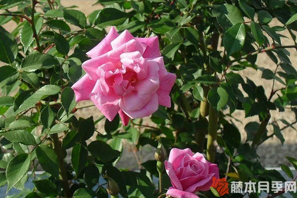 月月粉月季优缺点 月月粉月季优缺点