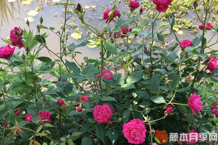 月月红月季优缺点 月月红月季优缺点