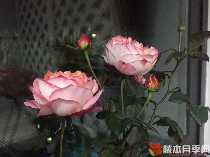 苹果运气月季优缺点 苹果运气月季优缺点