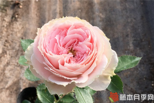 腮红门廊月季优缺点 腮红门廊月季优缺点