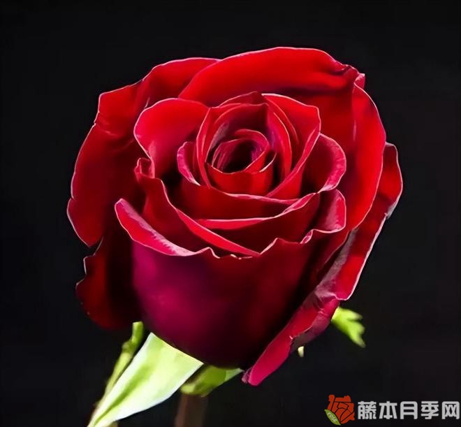 莎萨九零玫瑰月季优缺点 莎萨九零玫瑰月季优缺点