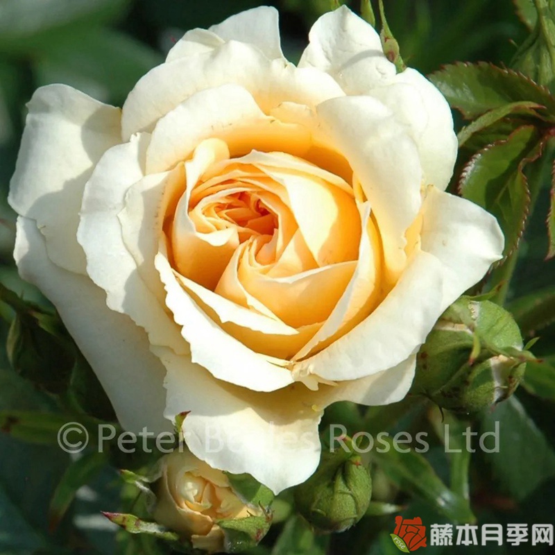 甜蜜回忆月季 甜蜜回忆月季