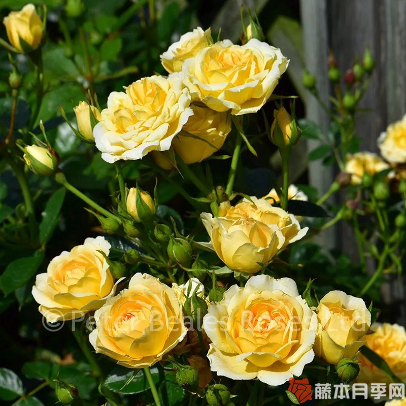 甜蜜回忆月季 甜蜜回忆月季