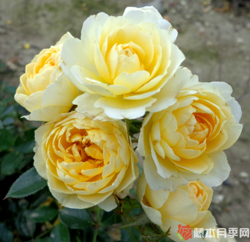 甜蜜回忆月季 甜蜜回忆月季