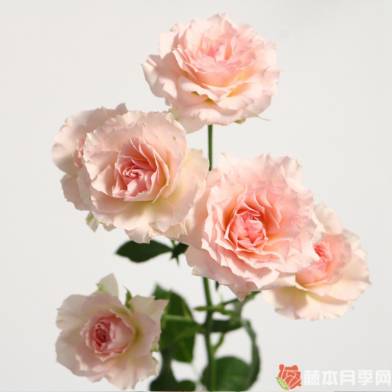 劳拉的饰品 劳拉的饰品