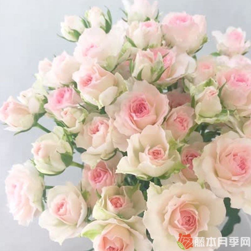 劳拉的饰品 劳拉的饰品