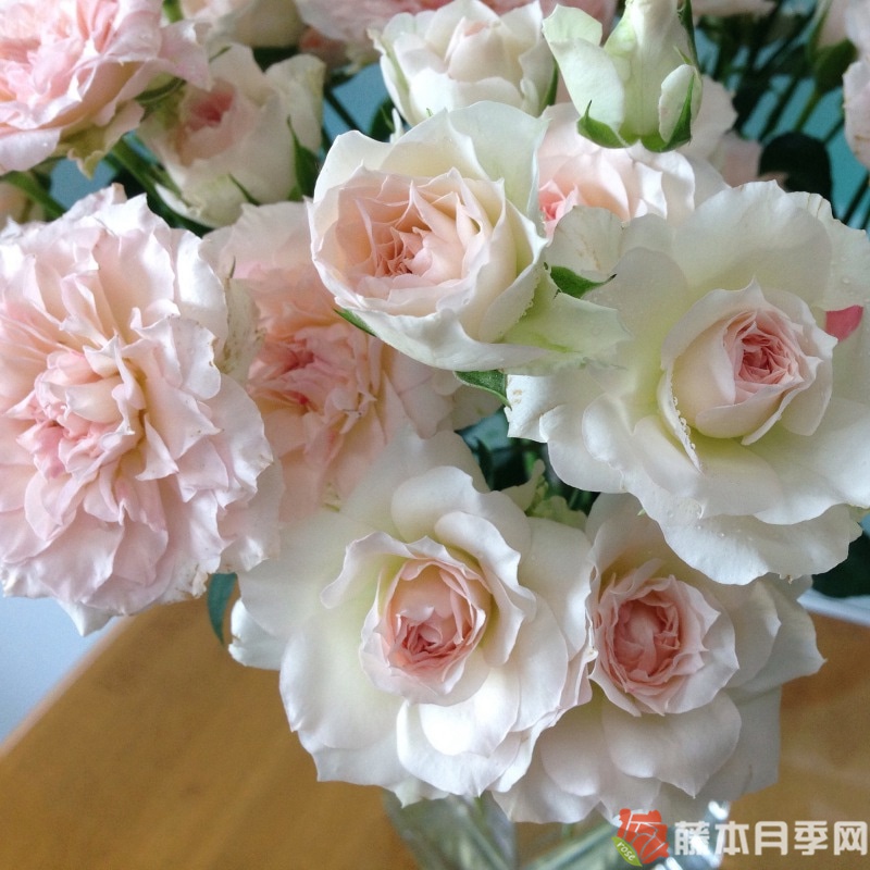 劳拉的饰品 劳拉的饰品