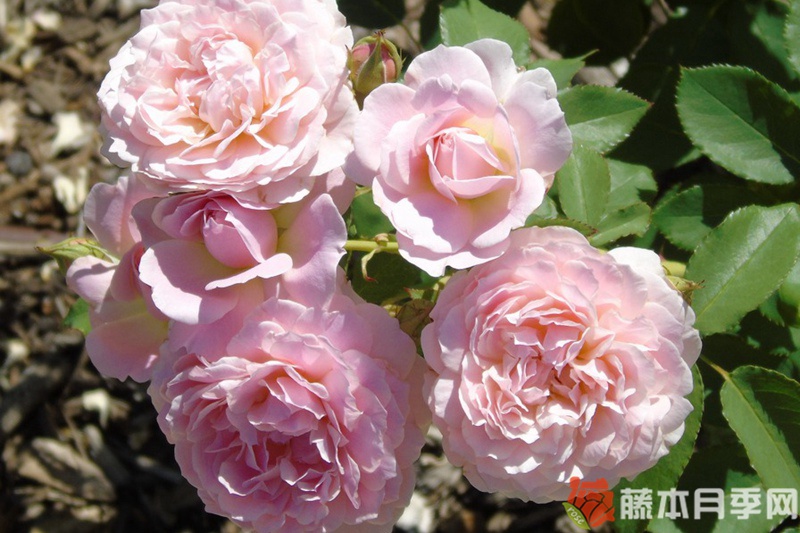 简小姐月季 简小姐月季