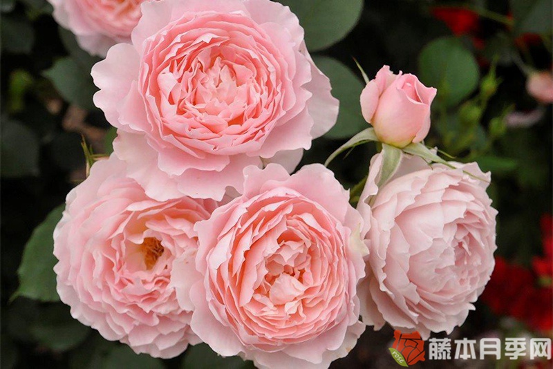简小姐月季 简小姐月季