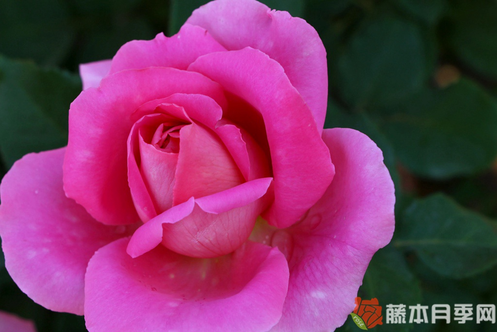 香恋月季 香恋月季