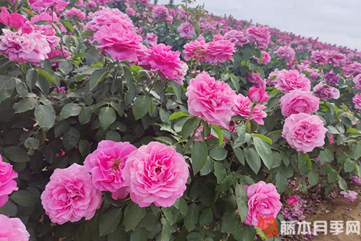 醉红颜 醉红颜