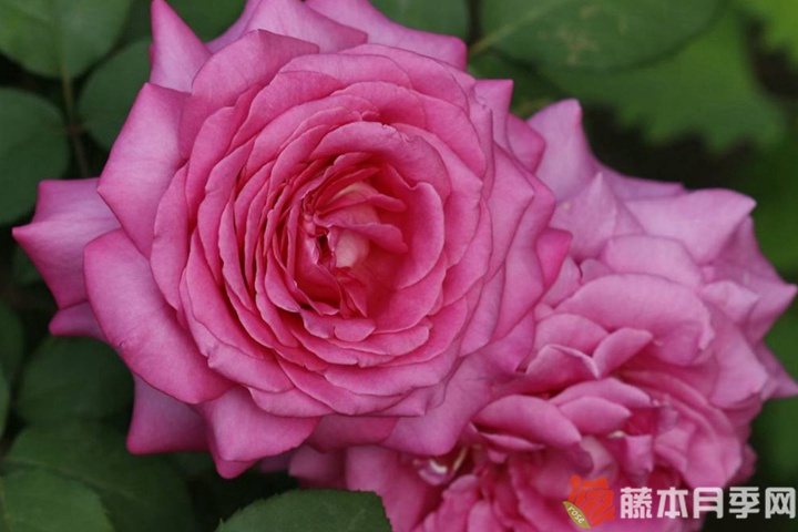醉红颜月季 醉红颜月季