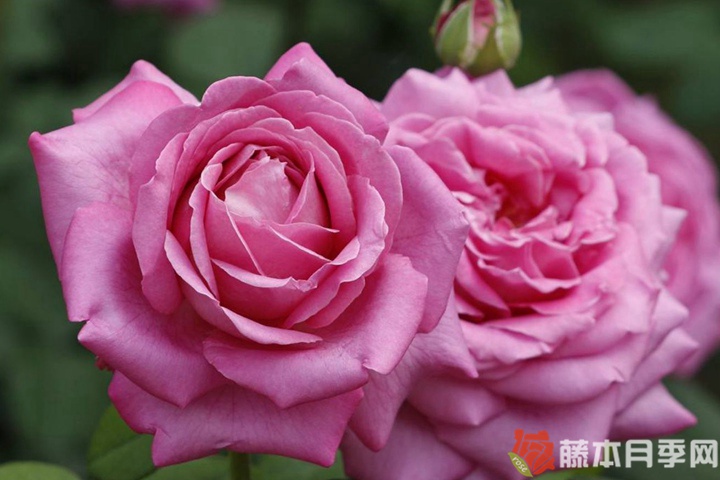 醉红颜月季 醉红颜月季