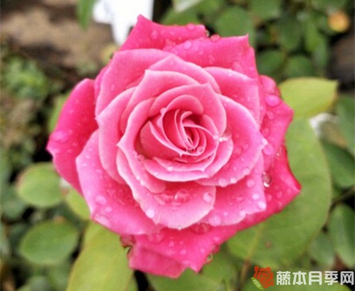 泰姬玫瑰月季优缺点 泰姬玫瑰月季优缺点