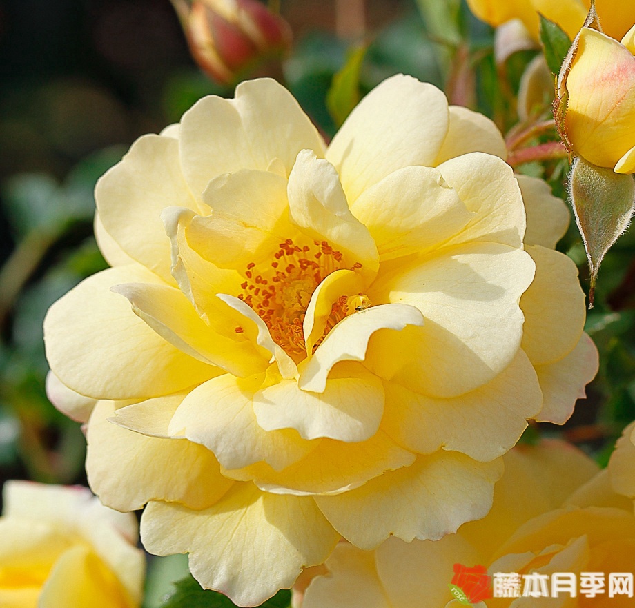 坎德拉月季 坎德拉月季