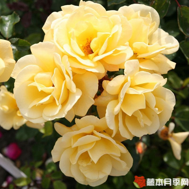 坎德拉月季 坎德拉月季