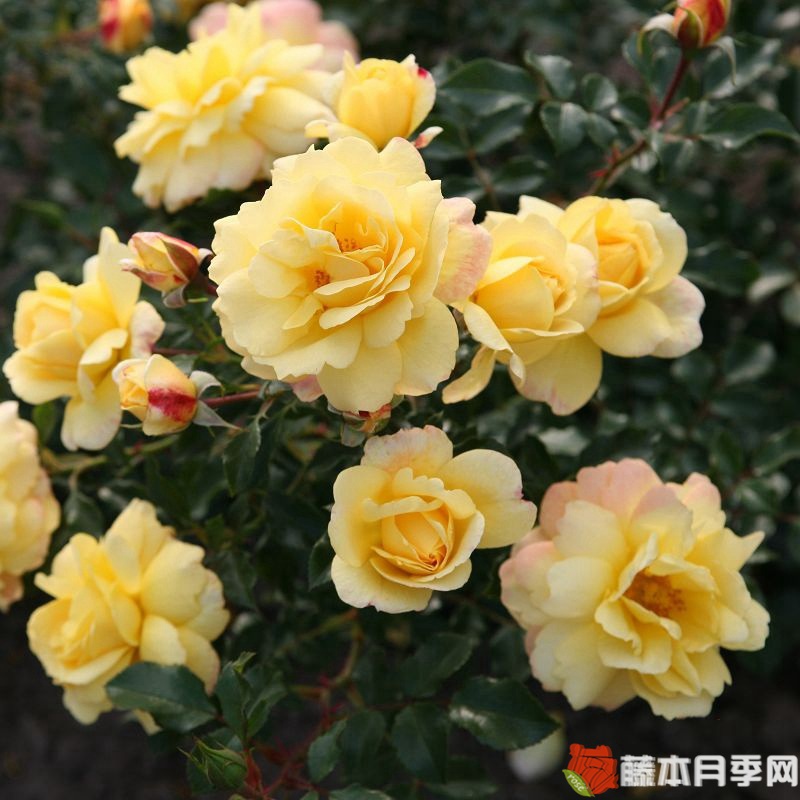 坎德拉月季 坎德拉月季