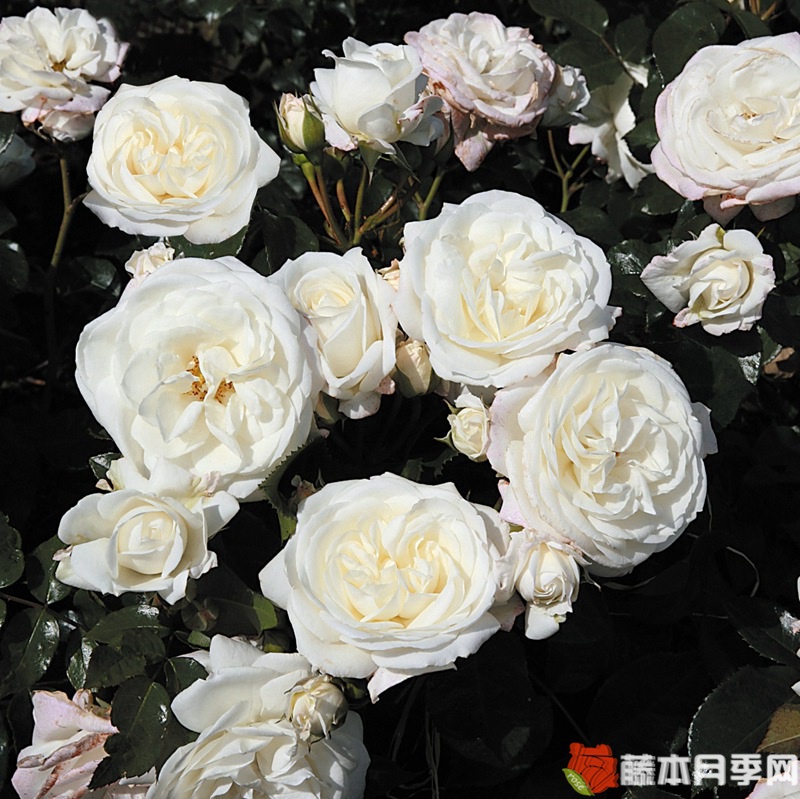 雪花石膏月季 雪花石膏月季