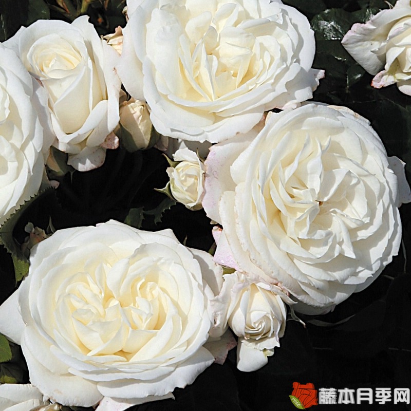 雪花石膏月季 雪花石膏月季