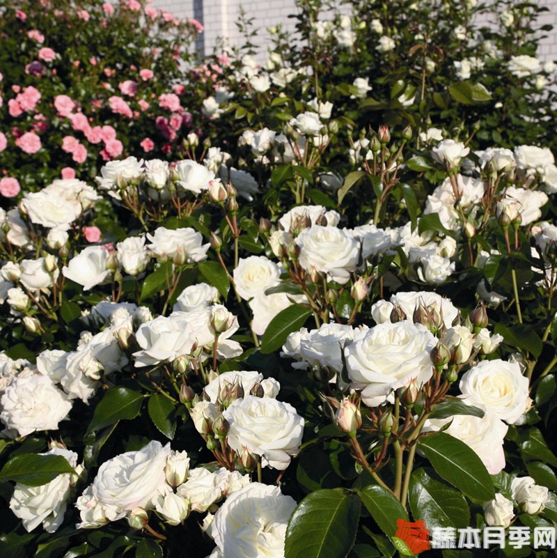 雪花石膏月季 雪花石膏月季