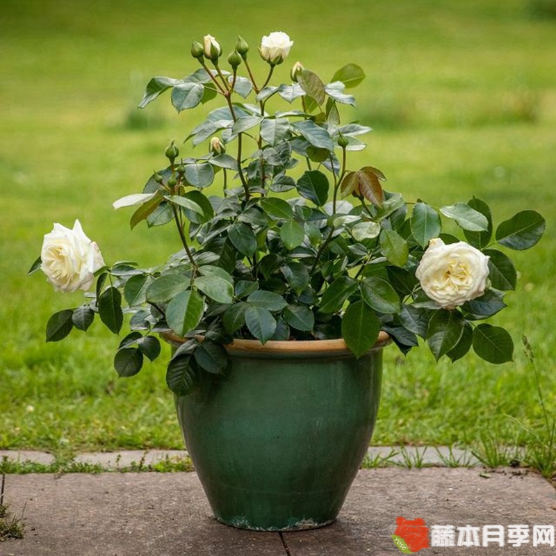 雪花石膏月季 雪花石膏月季
