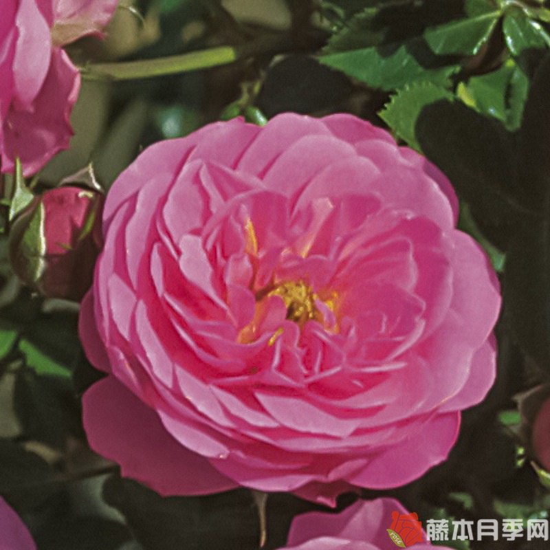 护身符月季 护身符月季