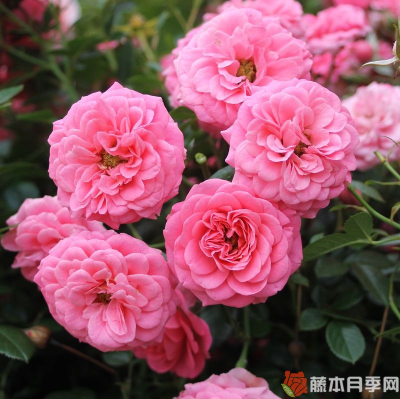 护身符月季 护身符月季