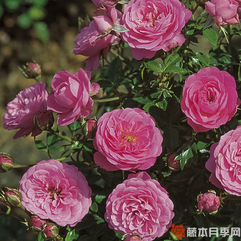 护身符月季 护身符月季