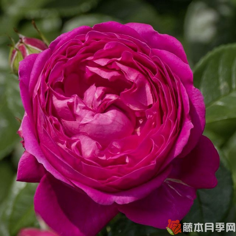 阿努什卡月季 阿努什卡月季