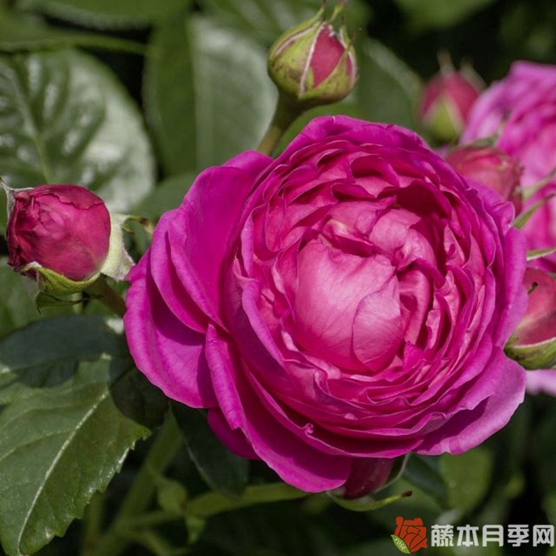 阿努什卡月季 阿努什卡月季