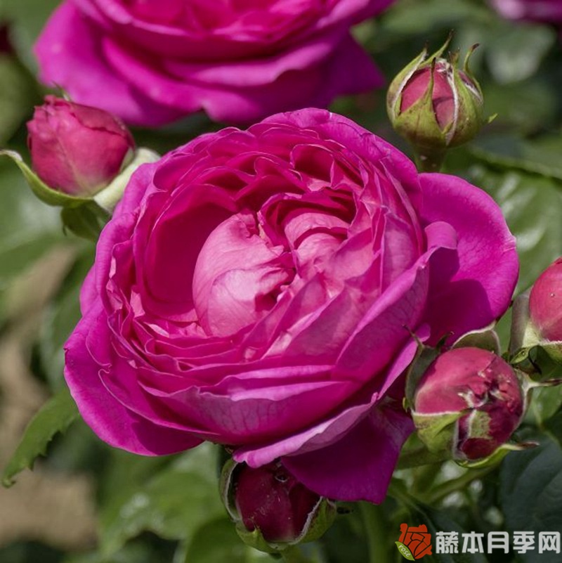 阿努什卡月季 阿努什卡月季