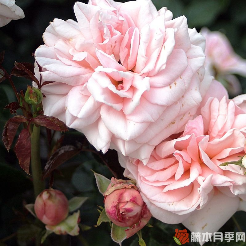阿芙罗狄蒂月季 阿芙罗狄蒂月季