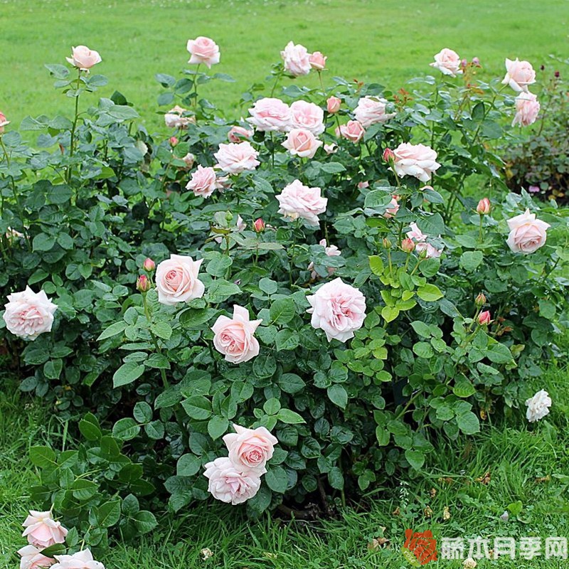 阿芙罗狄蒂月季 阿芙罗狄蒂月季