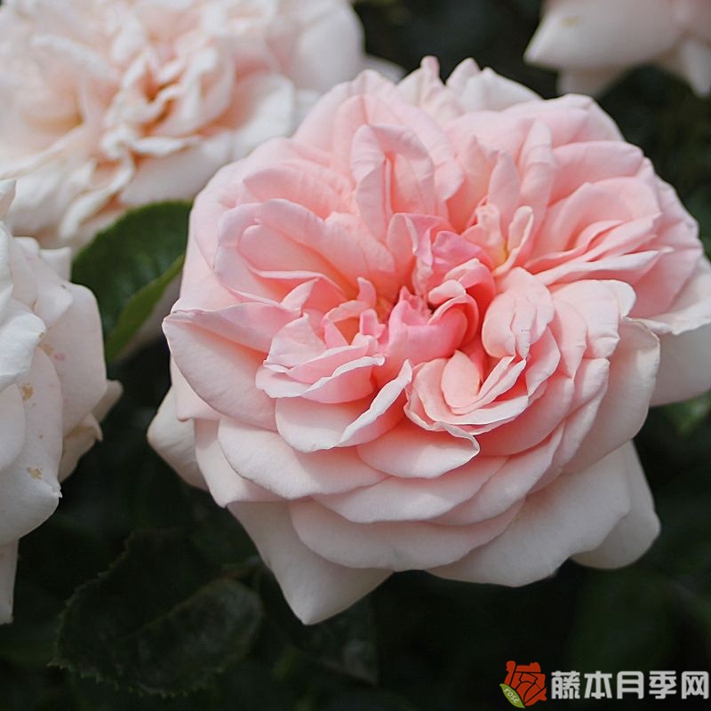 阿芙罗狄蒂月季 阿芙罗狄蒂月季