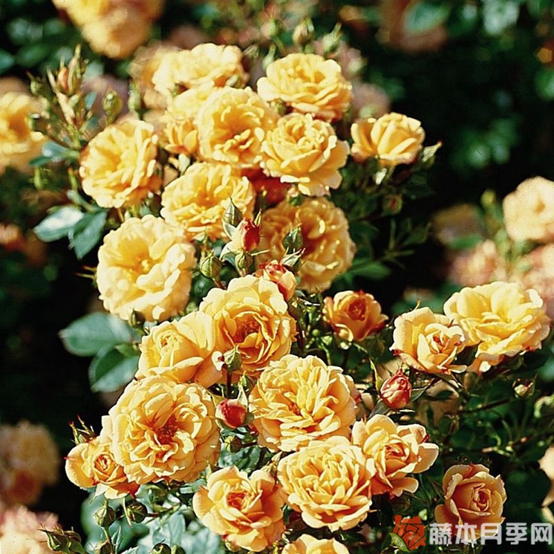 杏色小柑橘月季 杏色小柑橘月季