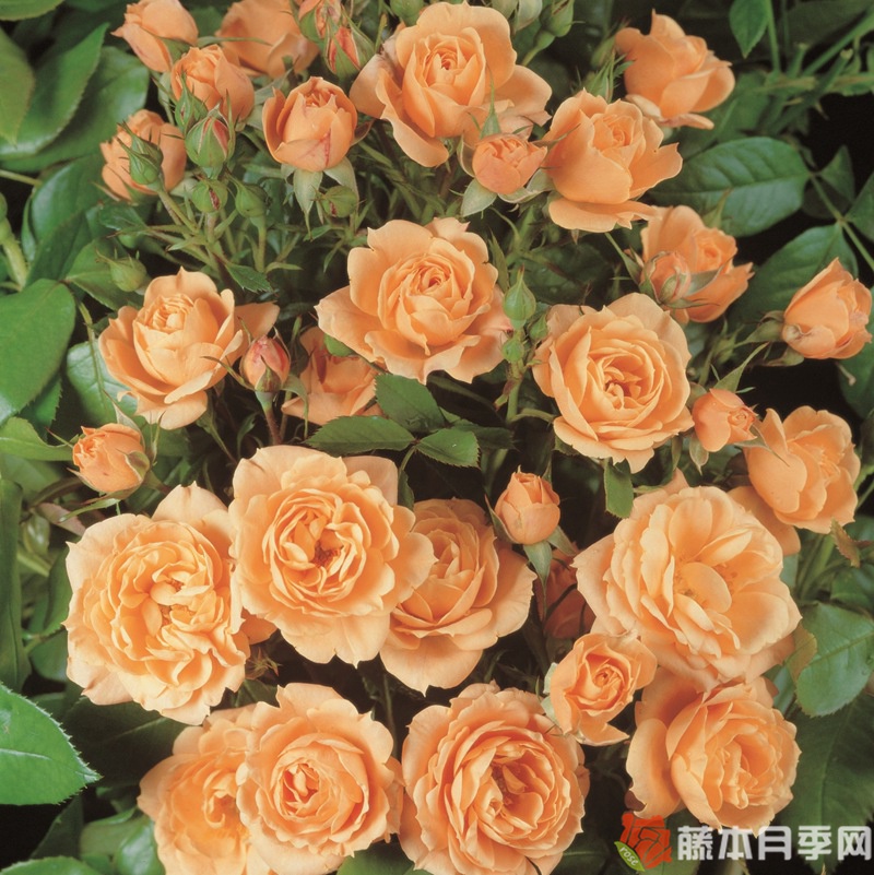 杏色小柑橘月季 杏色小柑橘月季