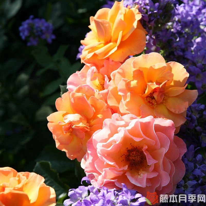 阿拉伯月季 阿拉伯月季