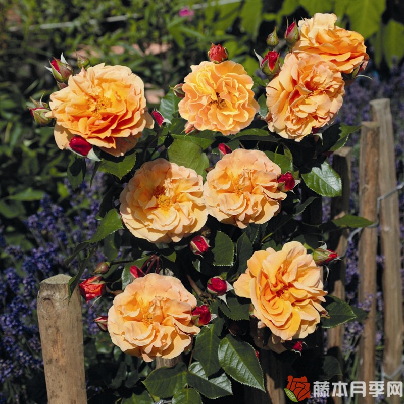 阿拉伯月季 阿拉伯月季