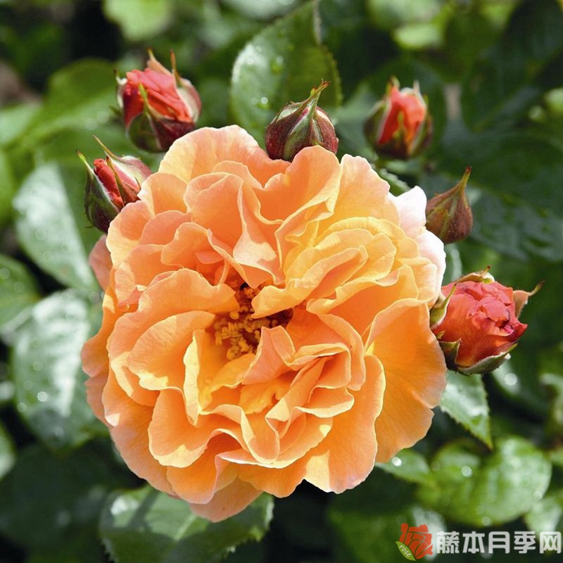 阿拉伯月季 阿拉伯月季
