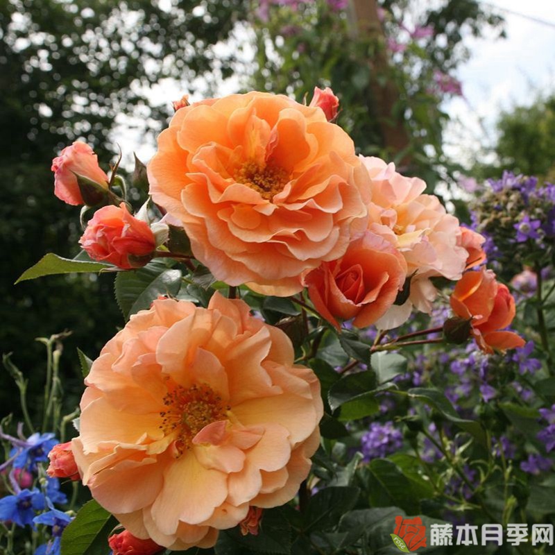 阿拉伯月季 阿拉伯月季