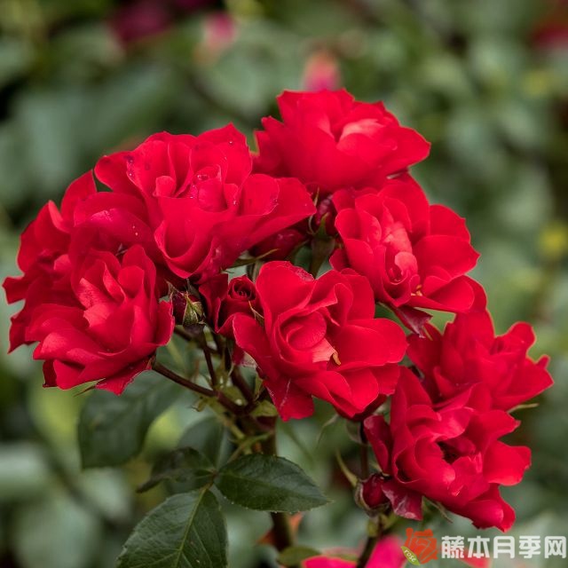 阿尔法月季 阿尔法月季