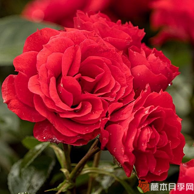 阿尔法月季 阿尔法月季