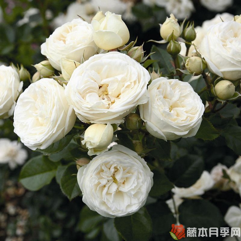 月亮女神/阿耳特弥斯 月亮女神/阿耳特弥斯