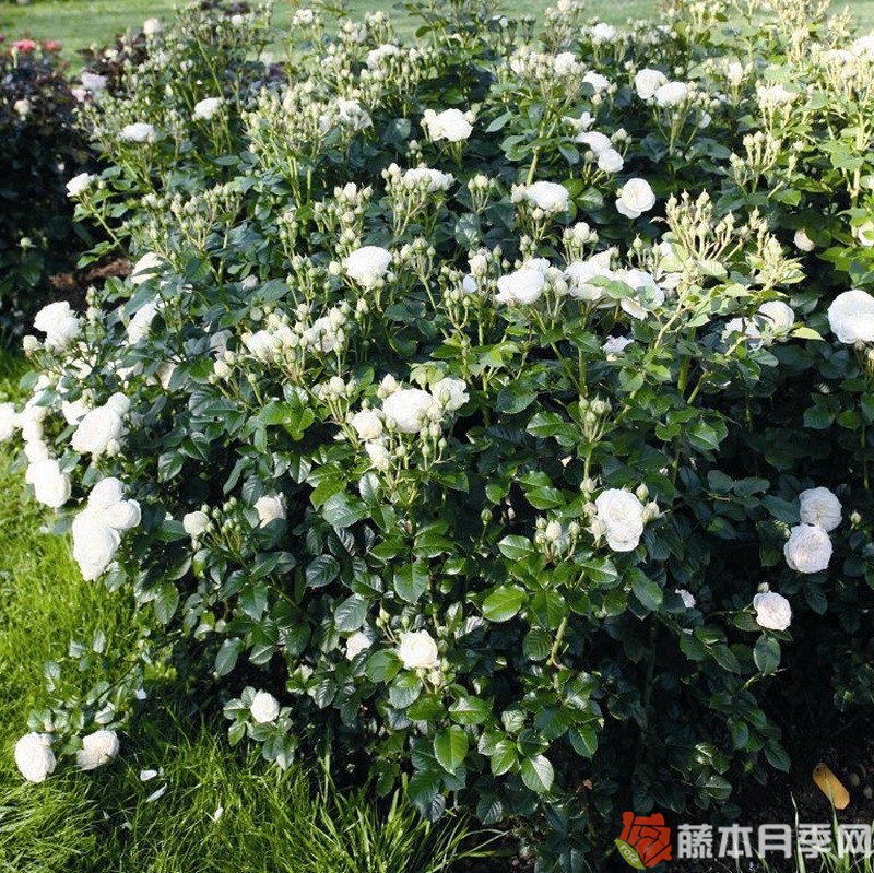月亮女神/阿耳特弥斯 月亮女神/阿耳特弥斯