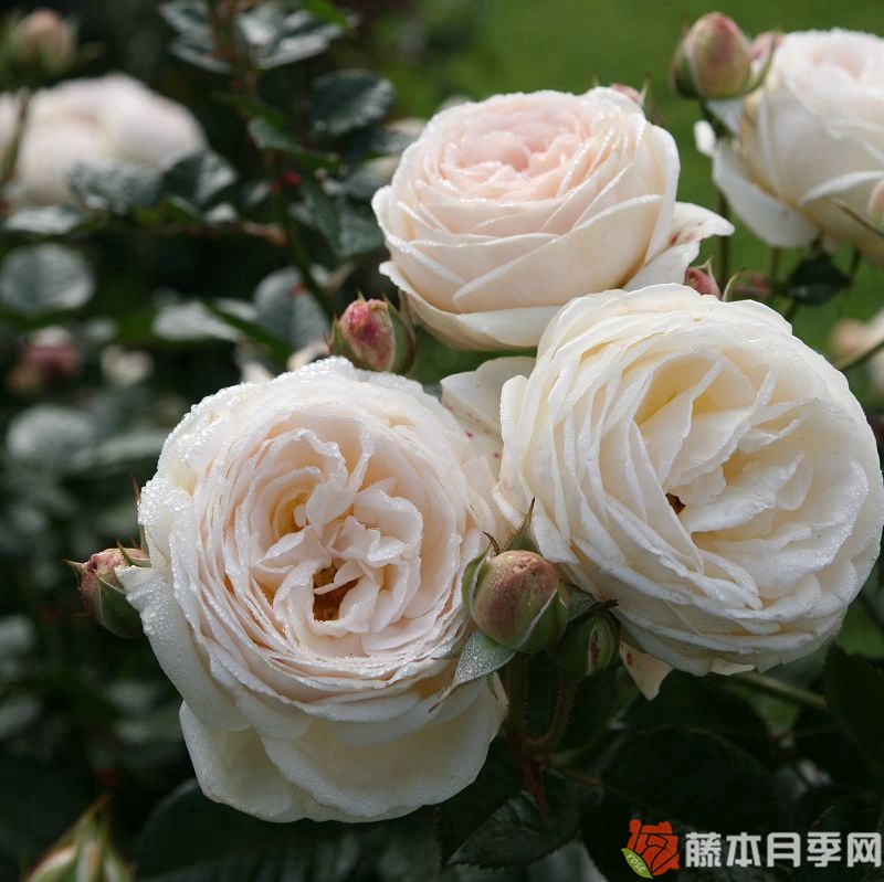 月亮女神/阿耳特弥斯 月亮女神/阿耳特弥斯