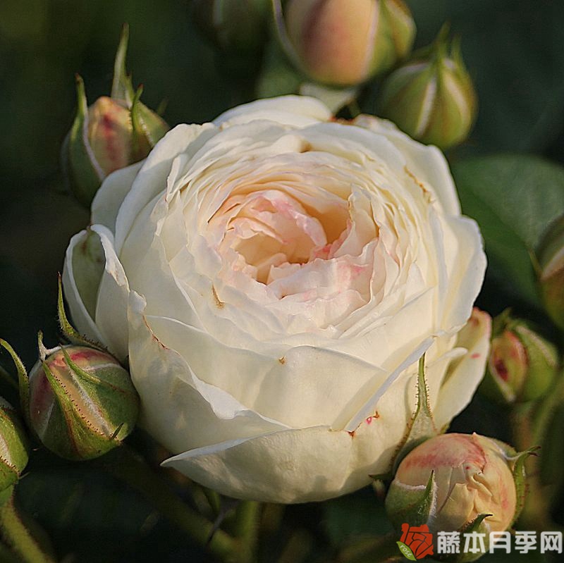 月亮女神/阿耳特弥斯 月亮女神/阿耳特弥斯