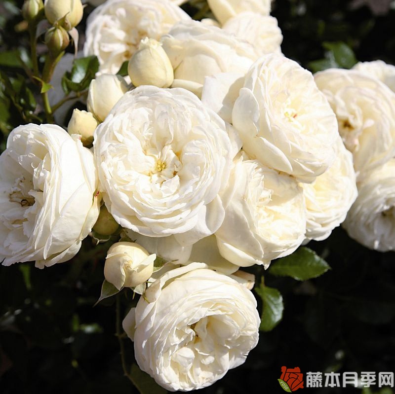 月亮女神/阿耳特弥斯 月亮女神/阿耳特弥斯