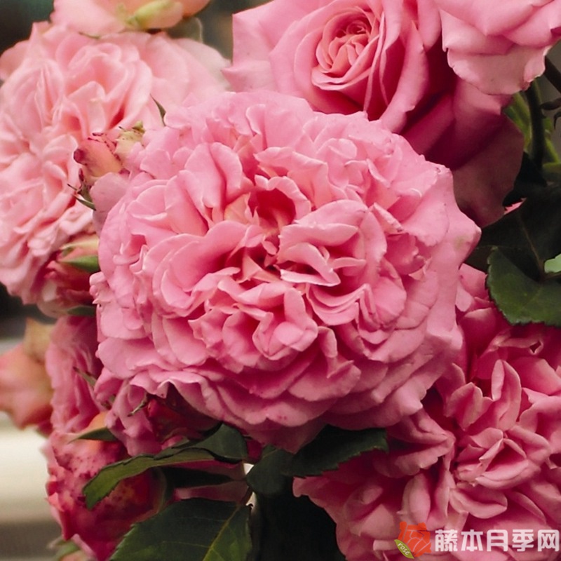 艾希莉月季 艾希莉月季